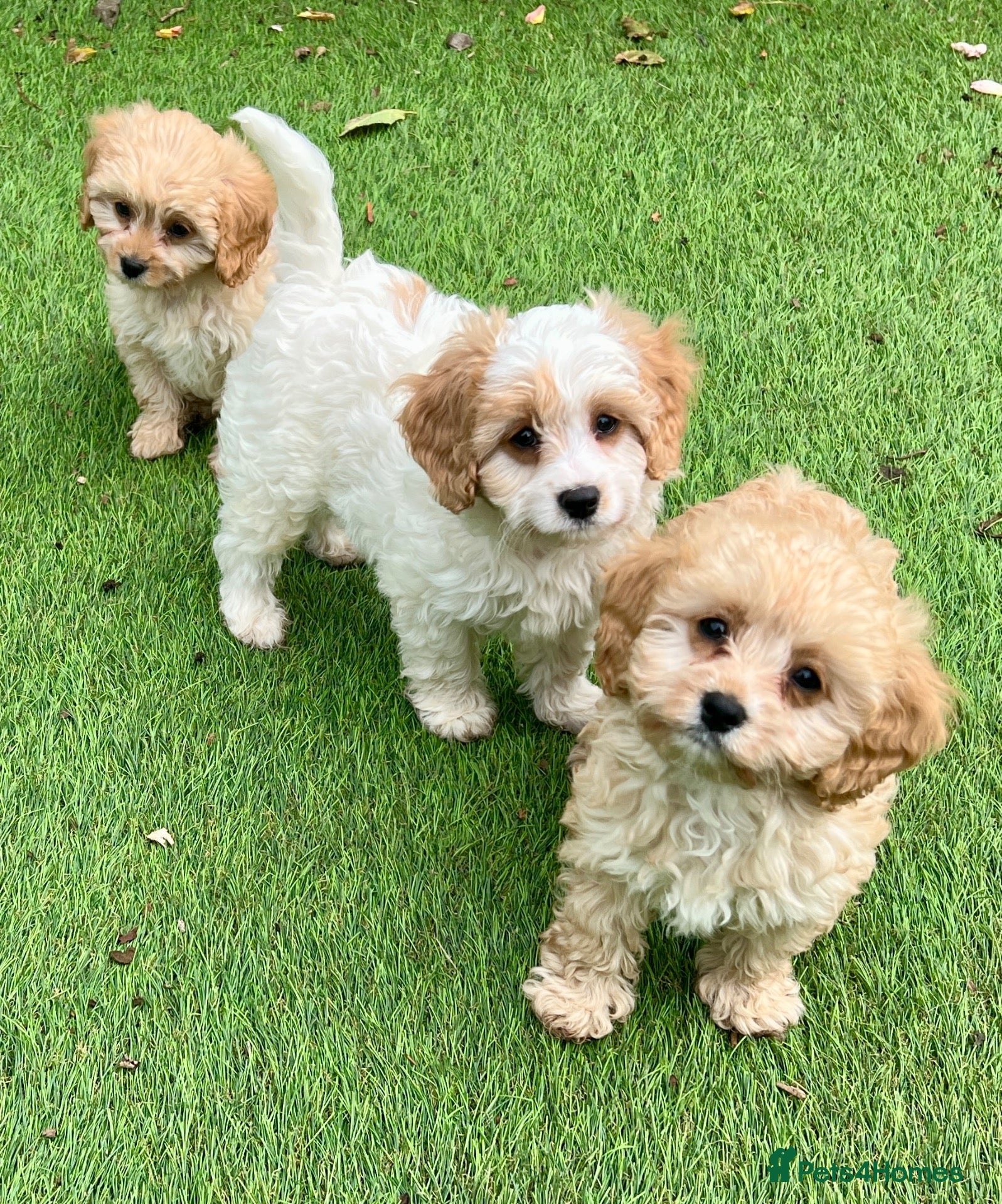Cavapoo dogs Stunning F1 Cavapoo  - Advert 2