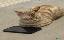Bengal cats for sale: 6 month old male snow lynx bengal need gone asap - Image 4