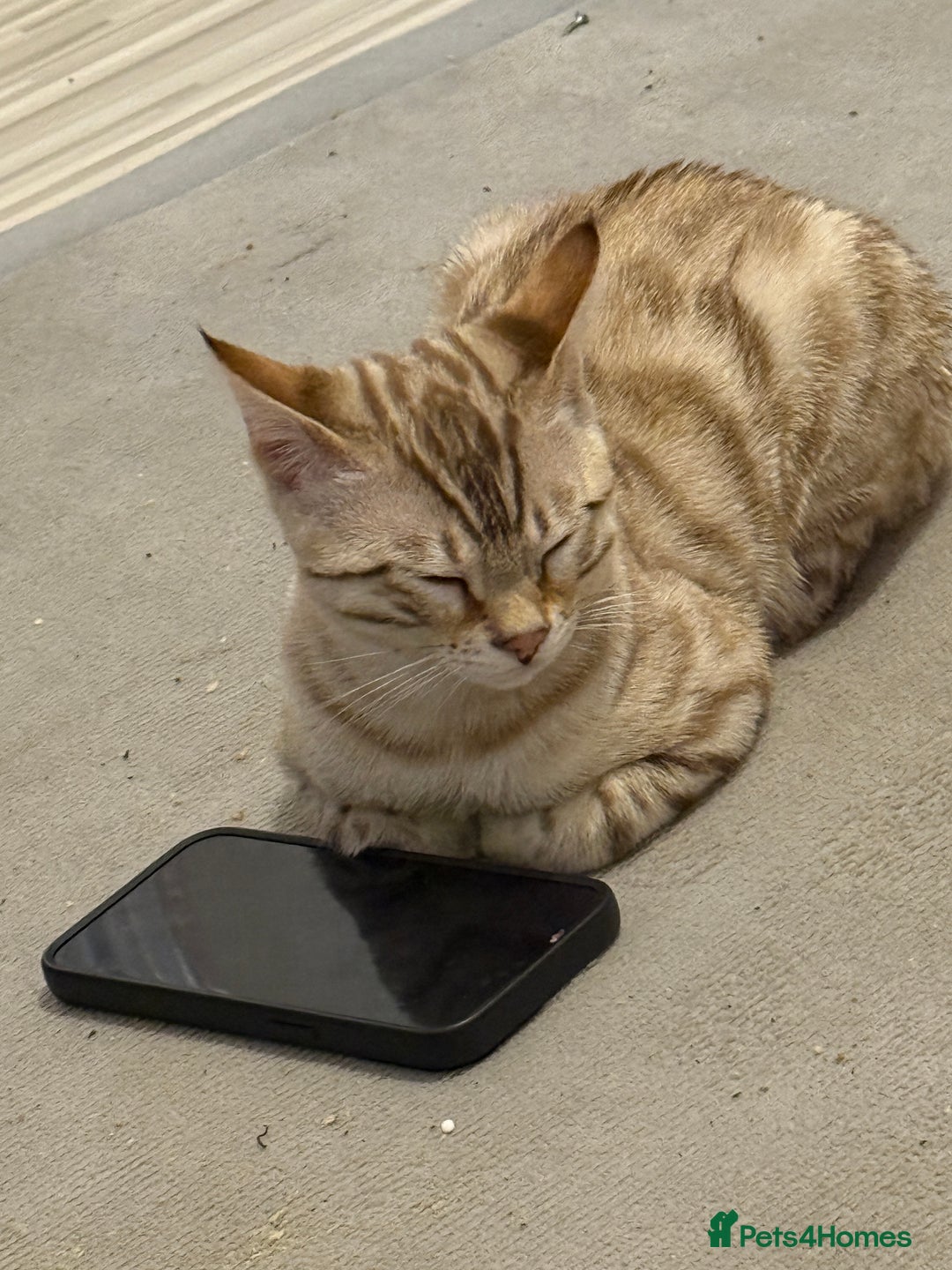 Bengal cats for sale: 6 month old male snow lynx bengal need gone asap - Image 4