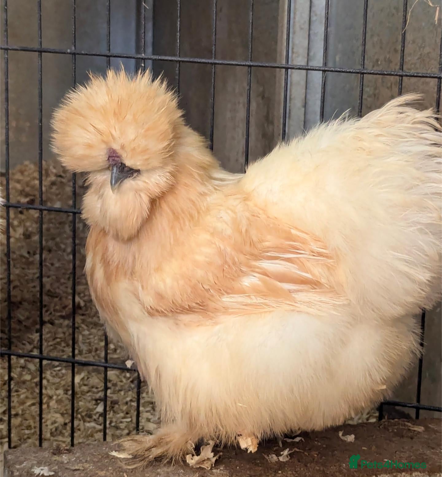 Chickens poultry Mixed Purebred USA Silkie POL Pullets Available  - Advert 2