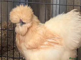 Chickens poultry Mixed Purebred USA Silkie POL Pullets Available - Advert 2