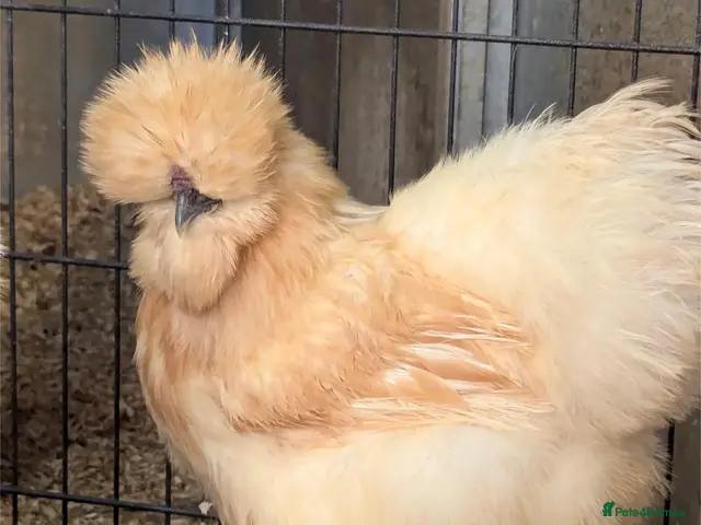 Chickens poultry Mixed Purebred USA Silkie POL Pullets Available - Advert 2
