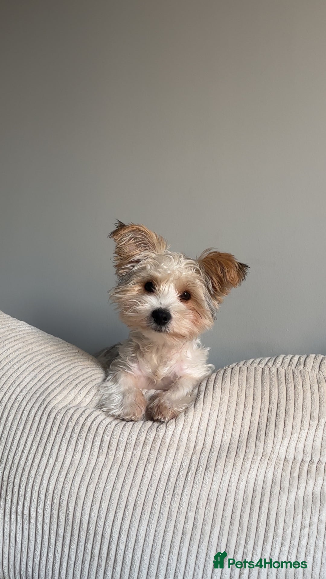 Biewer Terrier dogs for sale: Biewer terrier puppy  - Advert 1