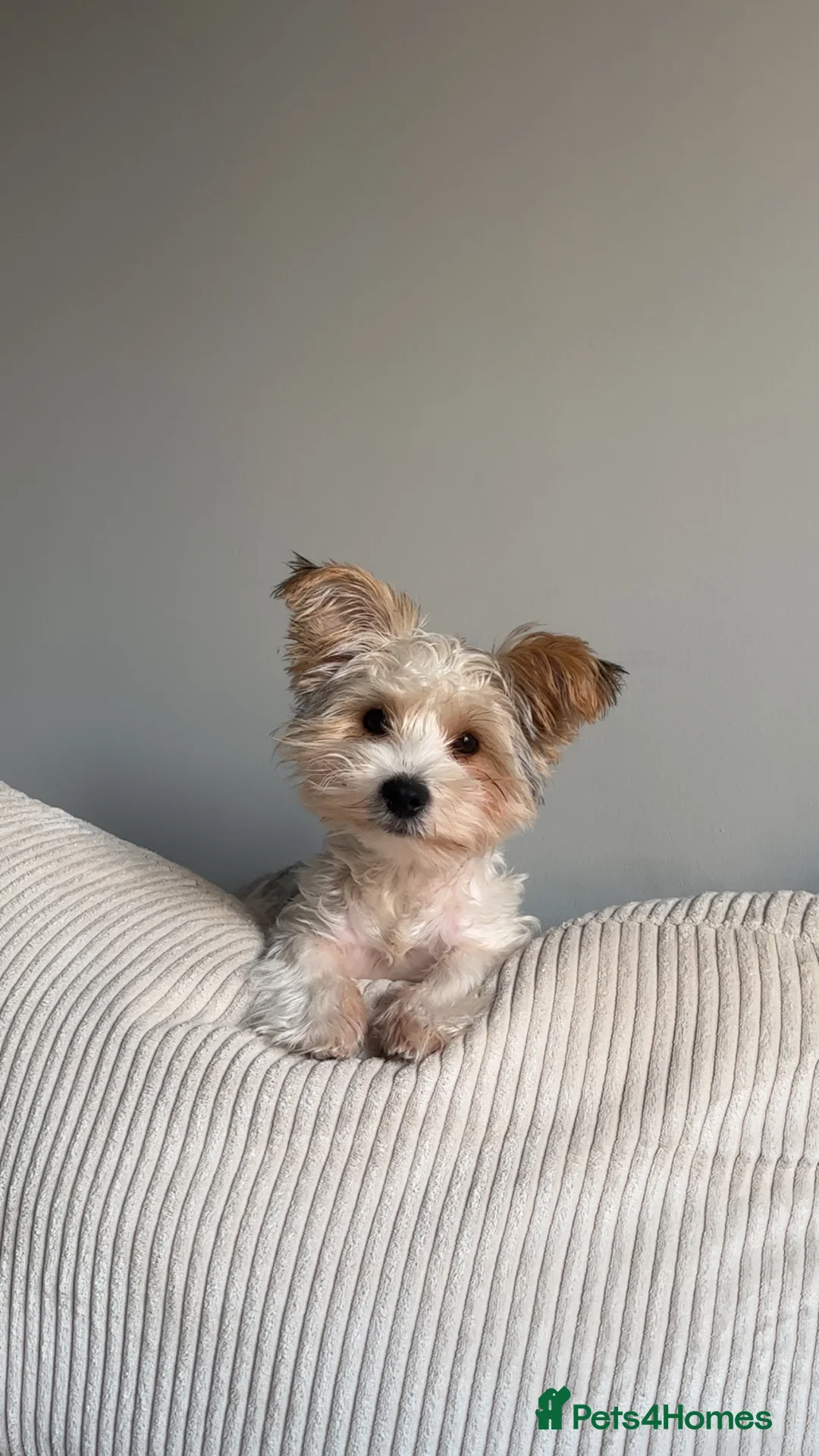 Biewer Terrier dogs for sale: Biewer terrier puppy  - Advert 1