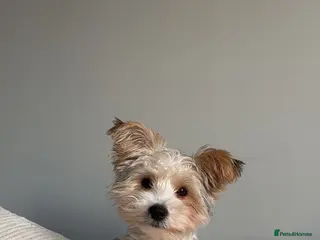 Biewer Terrier dogs Biewer terrier puppy - Advert 9