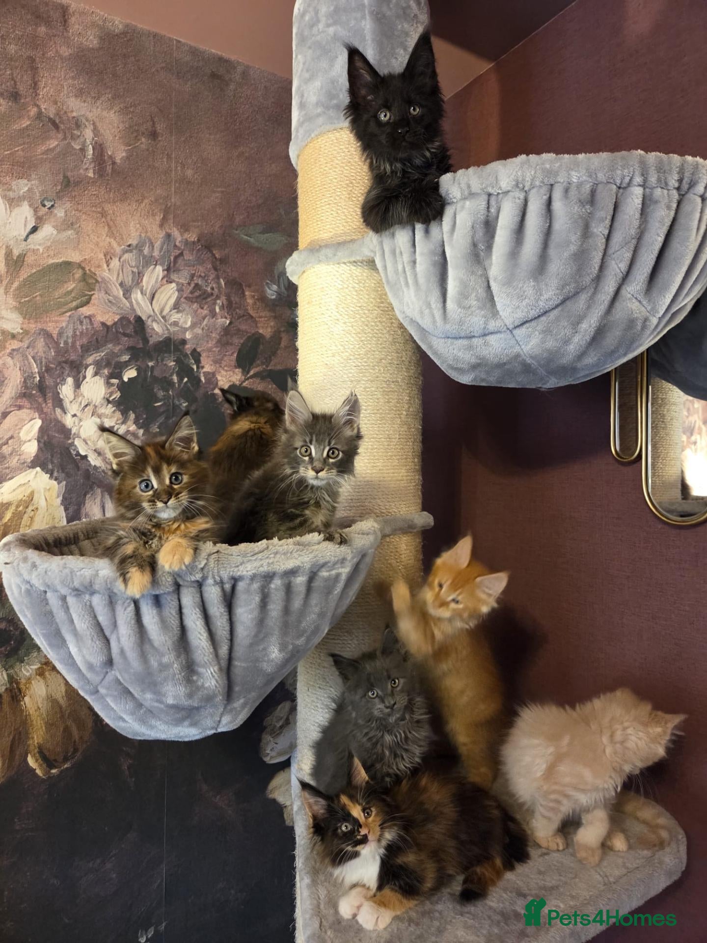 Maine Coon cats Tica, Health Checked Maine Coon kittens - Advert 2