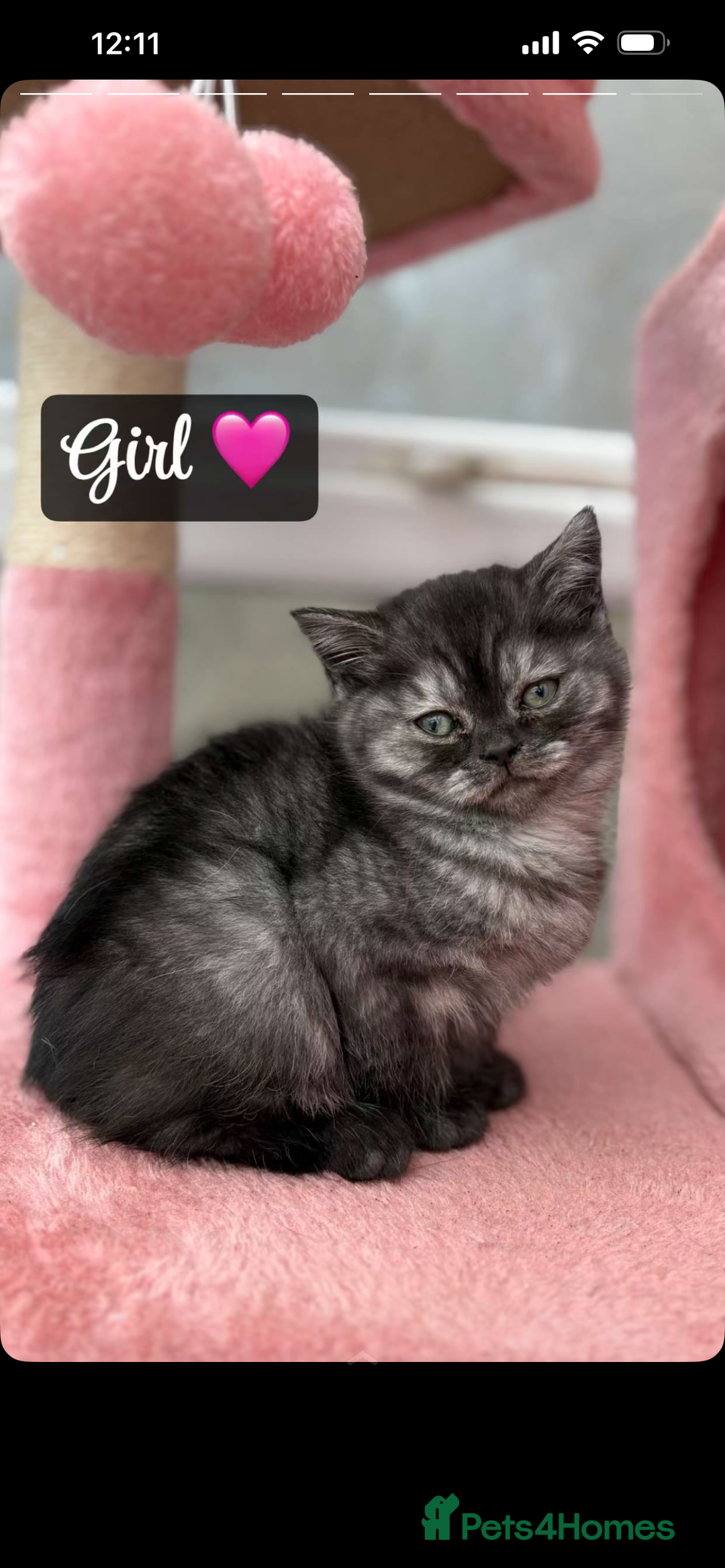 Mixed Breed cats for sale: Mixed breed  - Advert 2