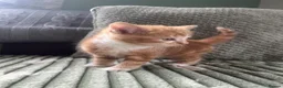Mixed Breed cats for sale: Henry, the last stunning ginger kitten  - Advert 4