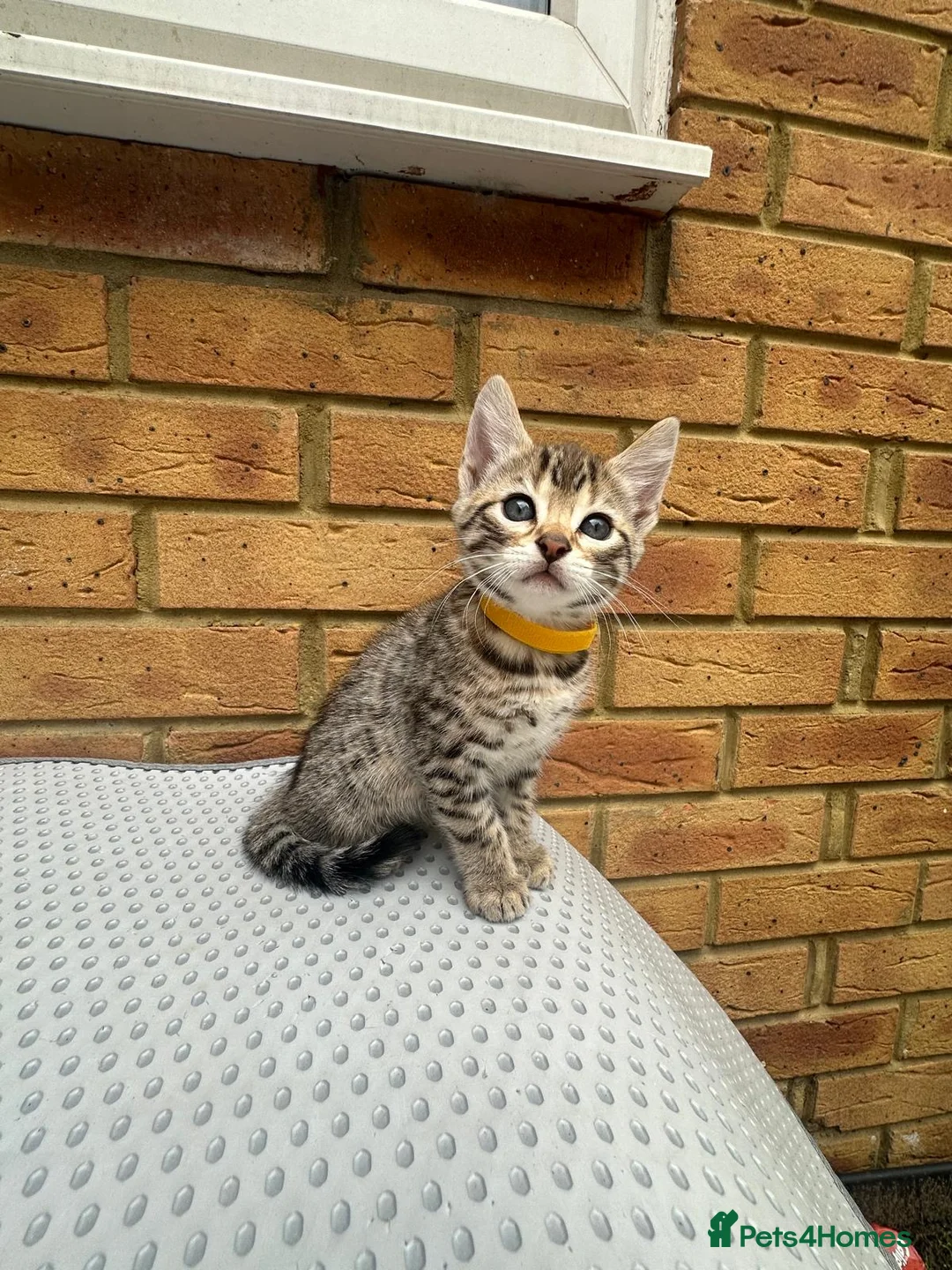 Bengal cats for sale: Bengal kittens  - Advert 2