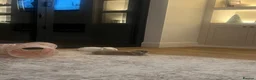 Mini Lop rabbits for sale: Bonded indoor free roam mini lop rabbits in Durham - Advert 5
