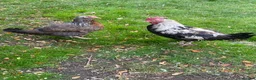 Chickens poultry for sale: Pair of Dorking and Cuckoo Chickens £35 pair - Advert 7