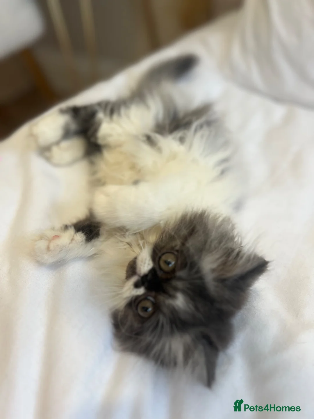 Exotic cats for sale: Exotic Persians  - Advert 2
