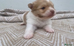 Pomeranian dogs for sale: Pomeranian puppies two males   - Image 3
