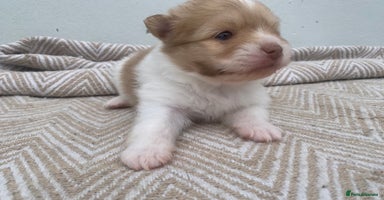 Pomeranian dogs - Advert 7