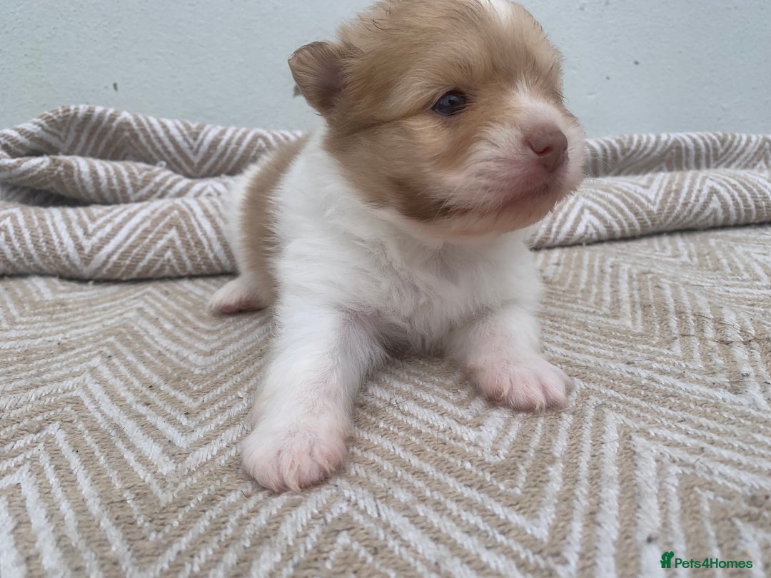 Pomeranian dogs for sale: Pomeranian puppies two males   - Image 3