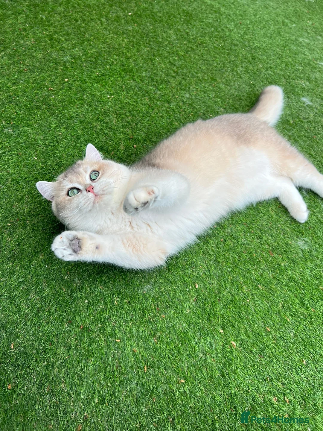 British Shorthair cats for sale: Retired champion show and stud cat 2 years  - Advert 1