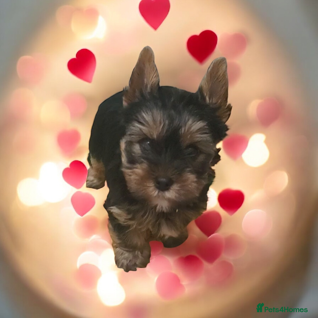 Yorkshire Terrier dogs Only little Boy left  - Advert 9