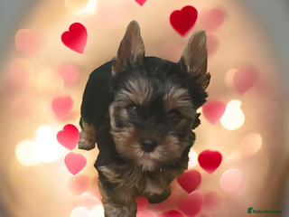 Yorkshire Terrier dogs Only little Boy left - Advert 9