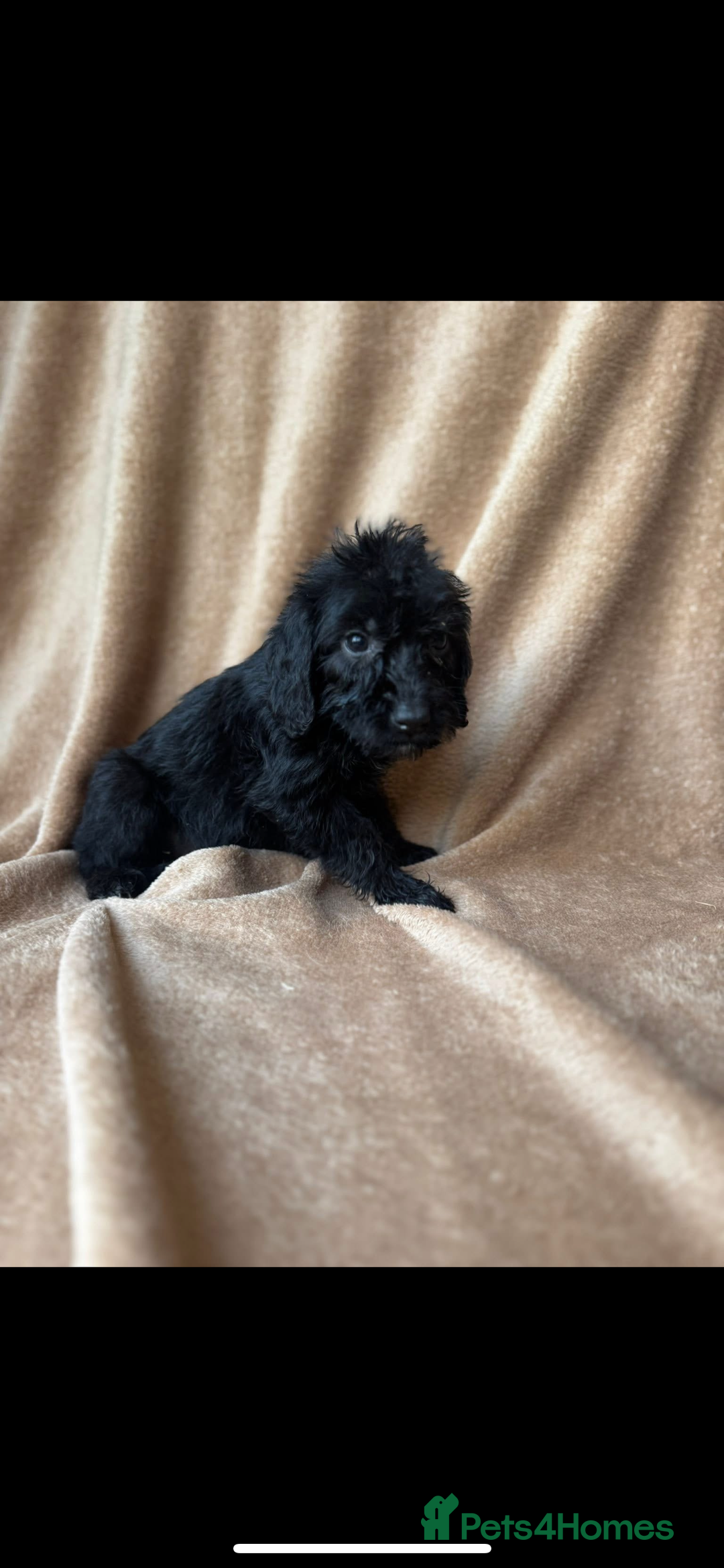 Cockapoo dogs for sale: F1 cockapoos  - Image 3