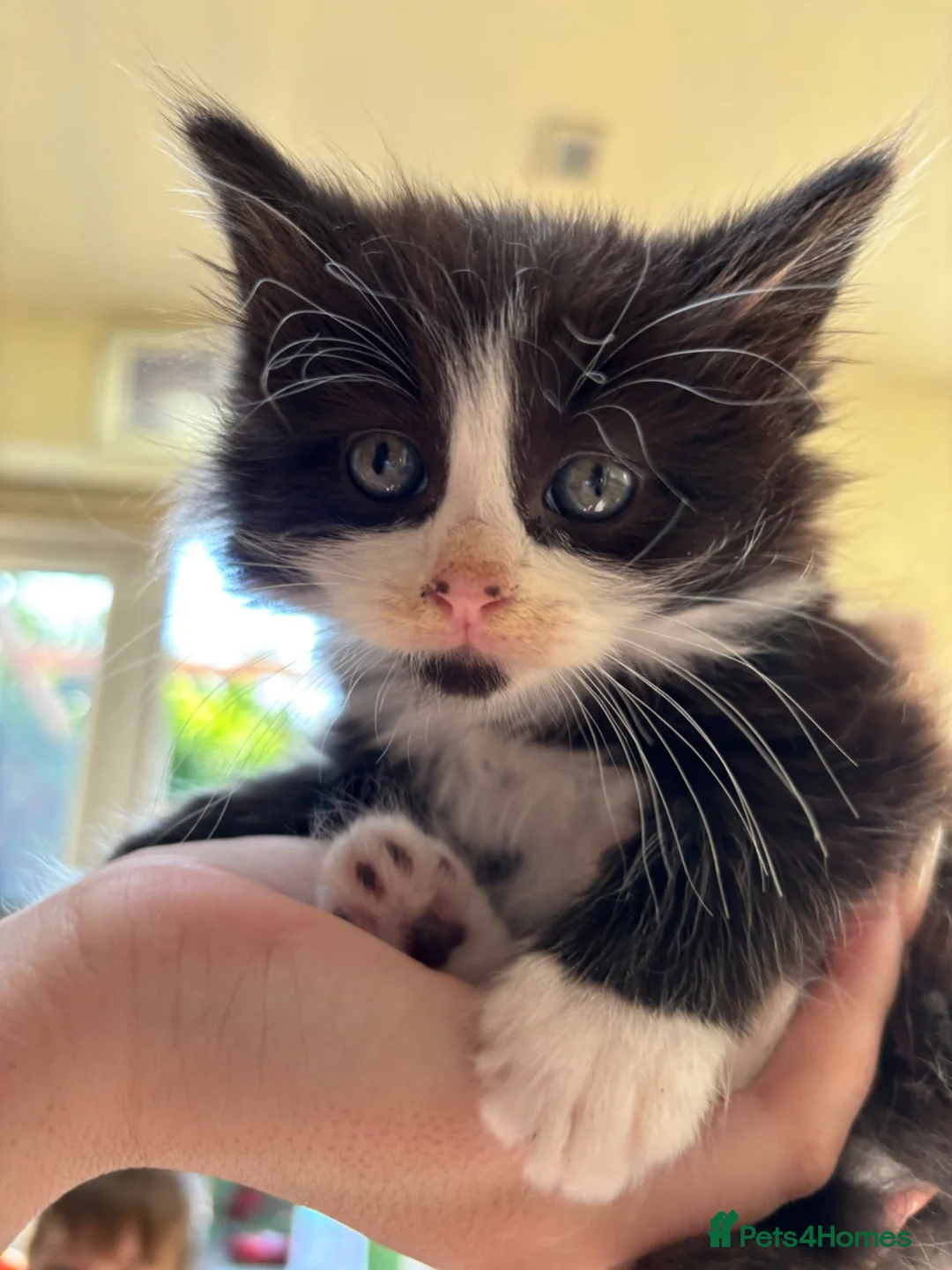 Mixed Breed cats for sale: Sweet little kittens for sale! - Advert 2