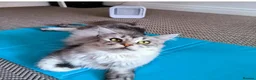 Maine Coon cats for sale: Beautiful Maine coon kittens  - Advert 4