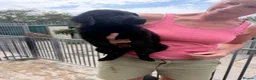 Flat coated Retriever dogs for sale: 1st Class ⭐️⭐️⭐️⭐️⭐️ Licensed - Advert 5