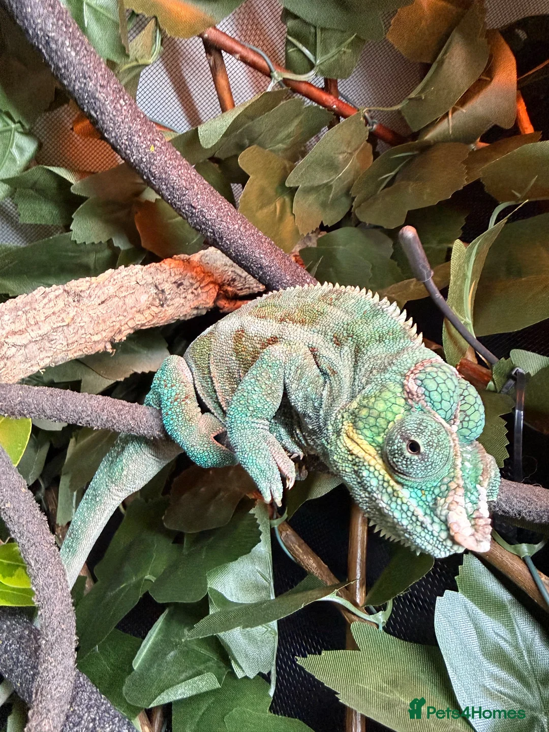 Chameleon reptiles for sale: Male nosy faly panther chameleon  - Advert 4