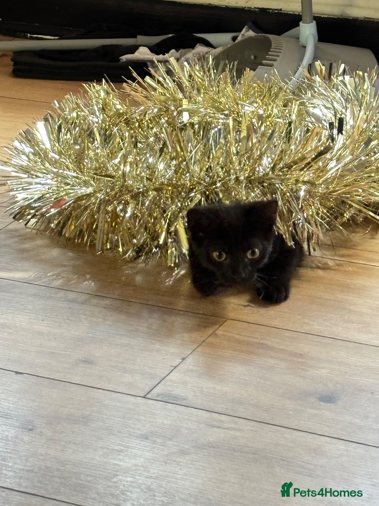 Domestic Shorthair cats Black male kitten for adoption - Advert 1