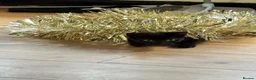 Domestic Shorthair cats for sale: Black male kitten for adoption - Advert 1