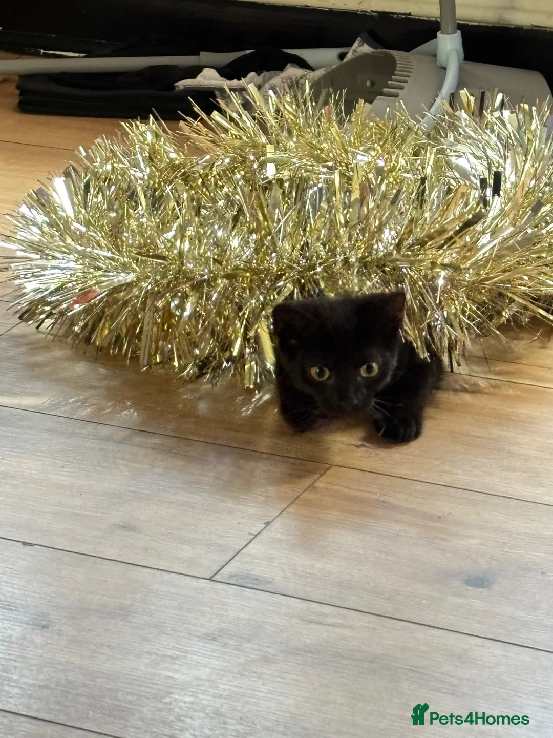 Domestic Shorthair cats for sale: Black male kitten for adoption - Advert 1