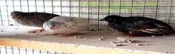 Quail poultry for sale: Quail Cortinux and Japanese Eggs/Chicks/POL - Advert 3