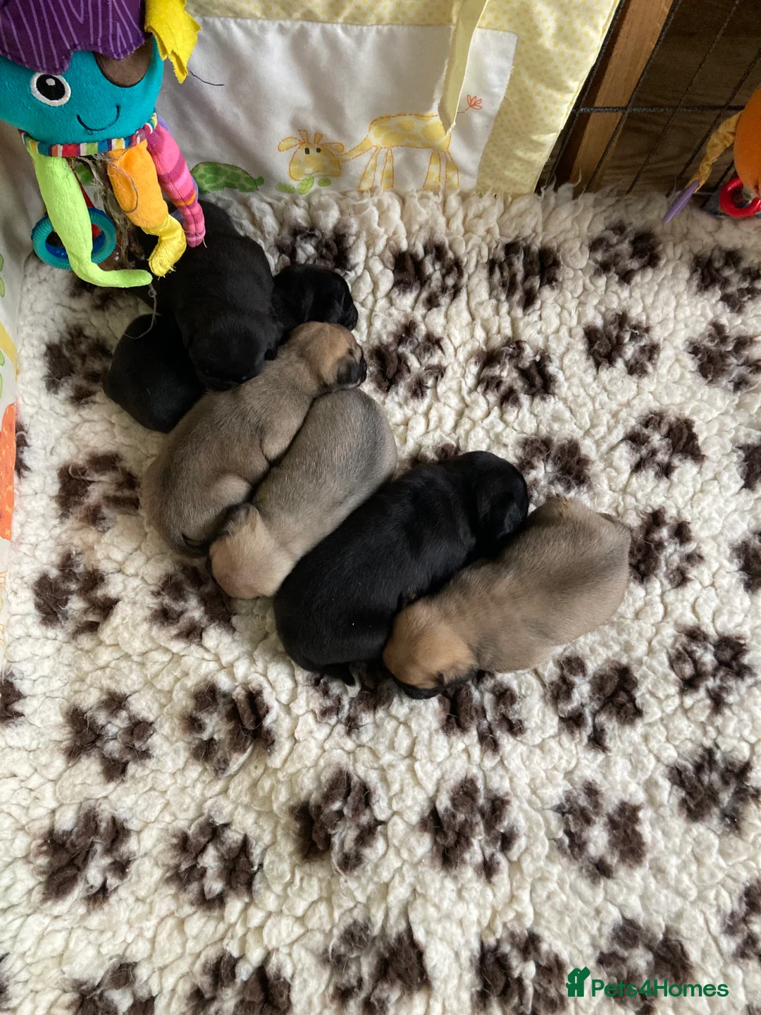 Pug dogs for stud: Health tested black pug stud  in Stevenage - Advert 18