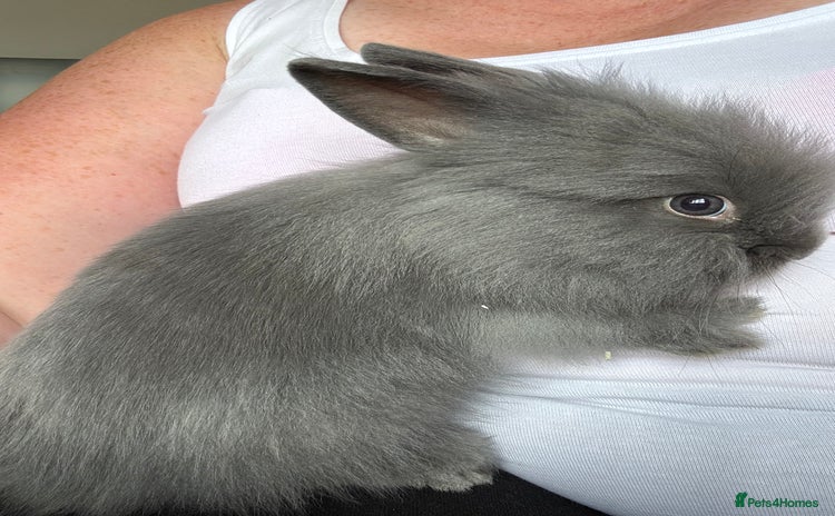 Lionhead rabbits - Advert 5