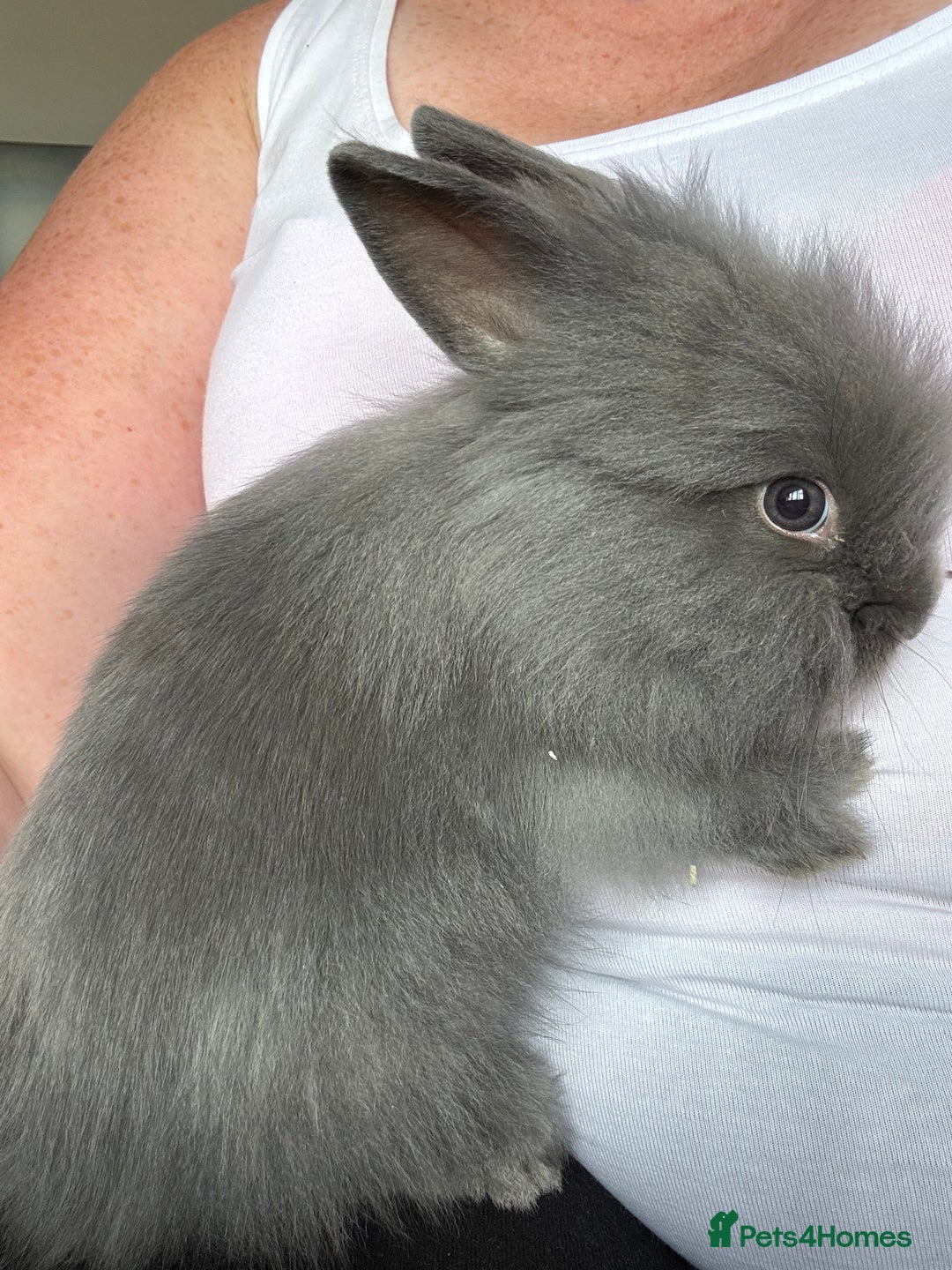 Lionhead rabbits for sale: Grey rabbit - Image 1