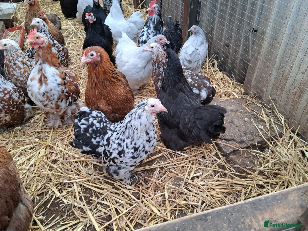Chickens poultry for sale: Pekin bantams all female  - Advert 1