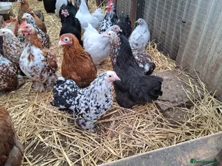 Chickens poultry Pekin bantams all female - Advert 1