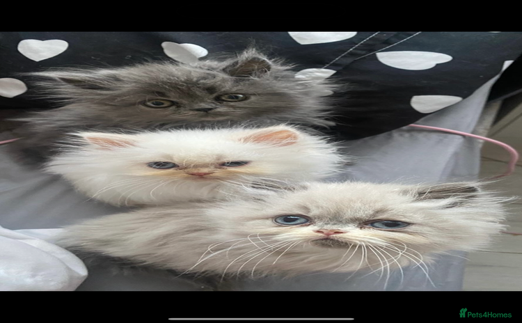 Persian cats - Advert 7