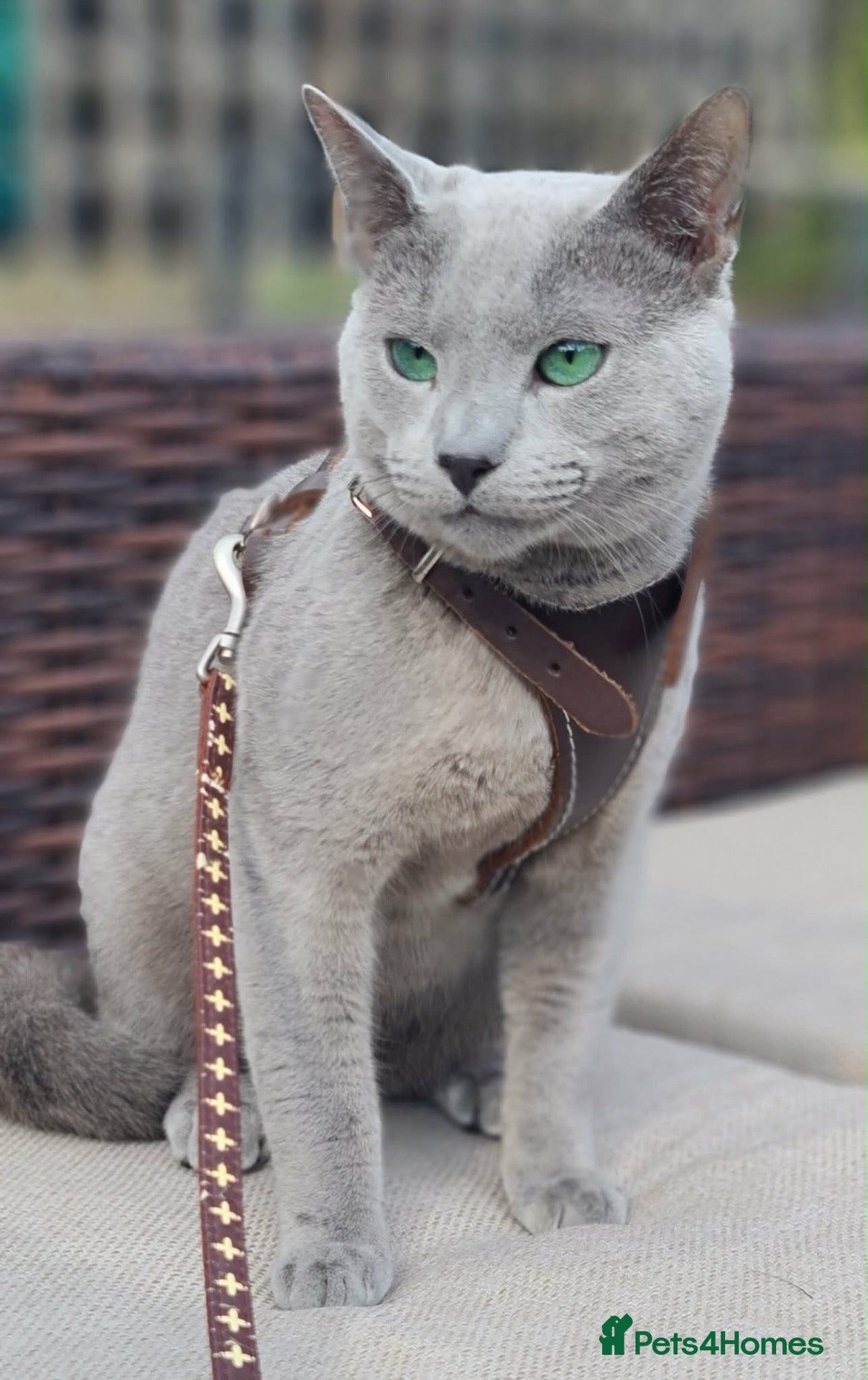 Russian Blue cats Pure Russian Blue kittens looking new home - Advert 16