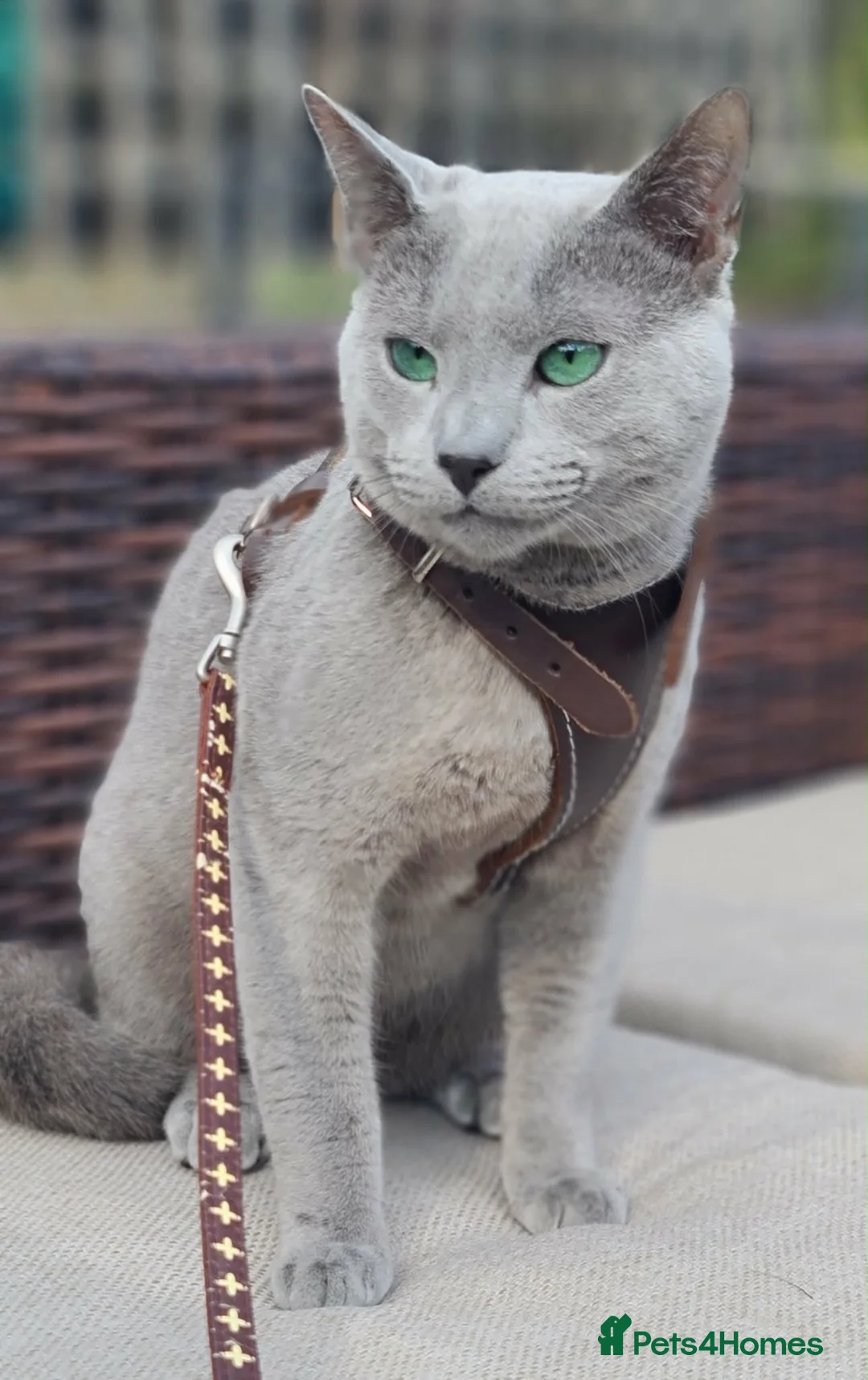 Russian Blue cats for sale: Pure Russian Blue kittens looking new home - Advert 2