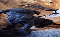Labrador Retriever dogs for sale: labrador puppys in Lowestoft - Image 10