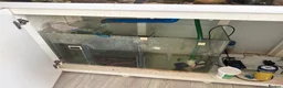 Cichlids fish for sale: 2 beautiful fish and tanks for sale  in Feltham - Advert 1