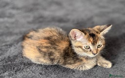 Mixed Breed cats for sale: 10 week black male vaccinated (female reserved) - Image 4