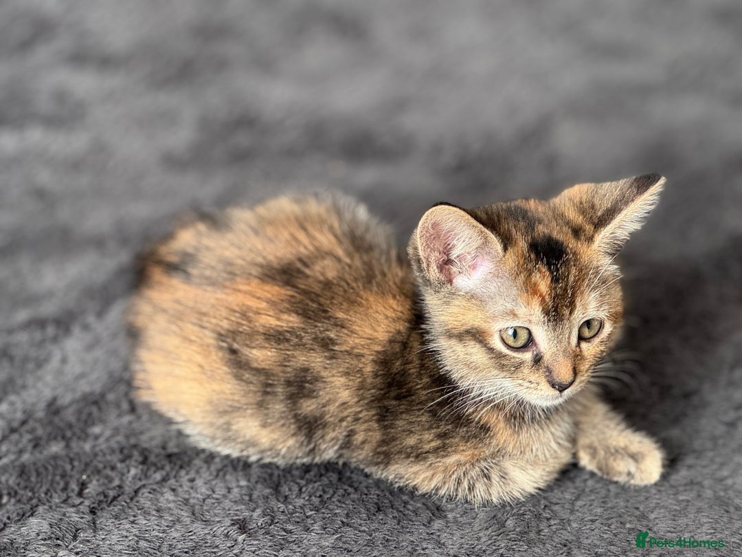 Mixed Breed cats for sale: 10 week black male vaccinated (female reserved) - Image 4
