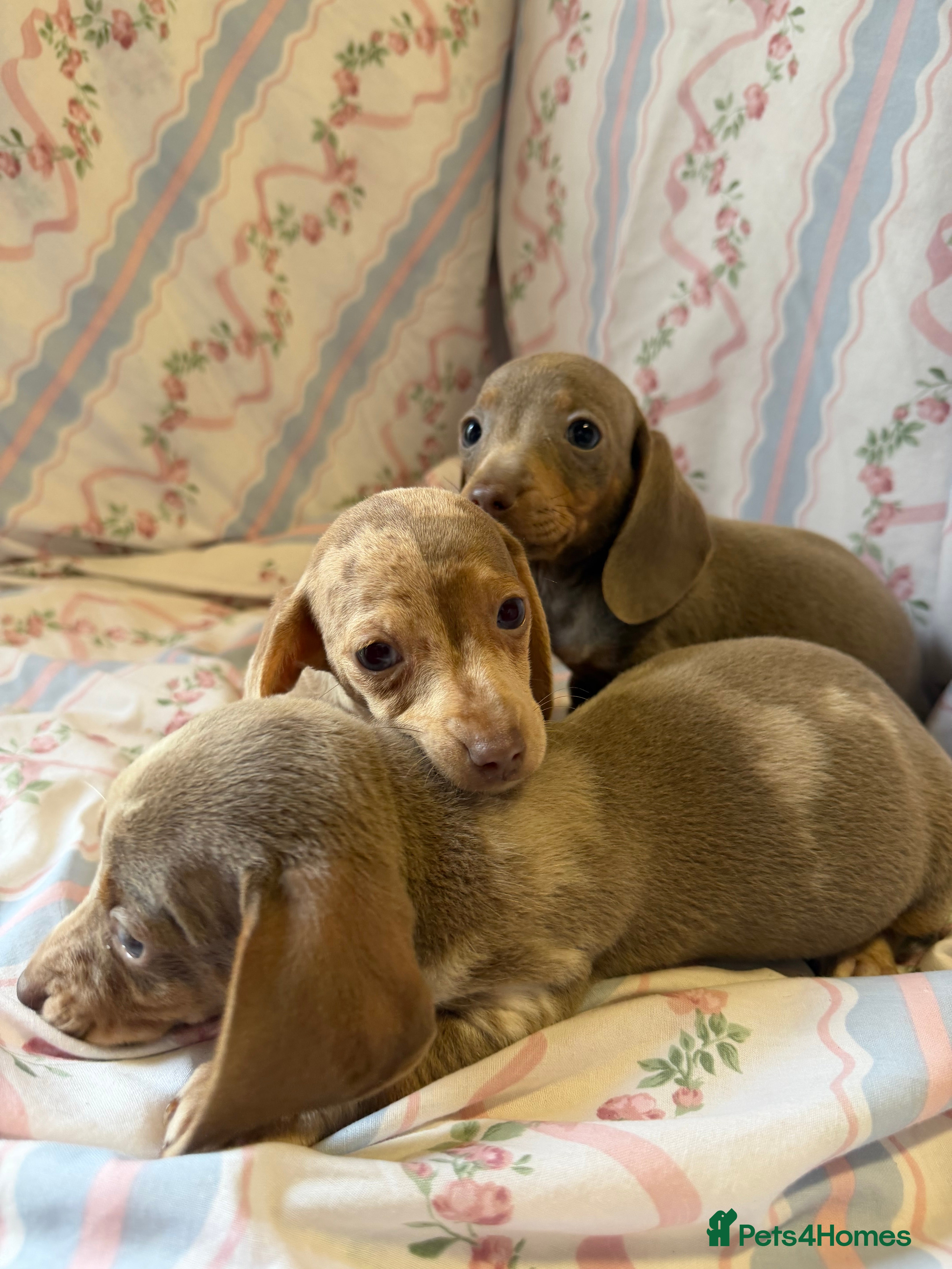 Miniature Dachshund dogs miniature dash hound puppys  - Advert 11
