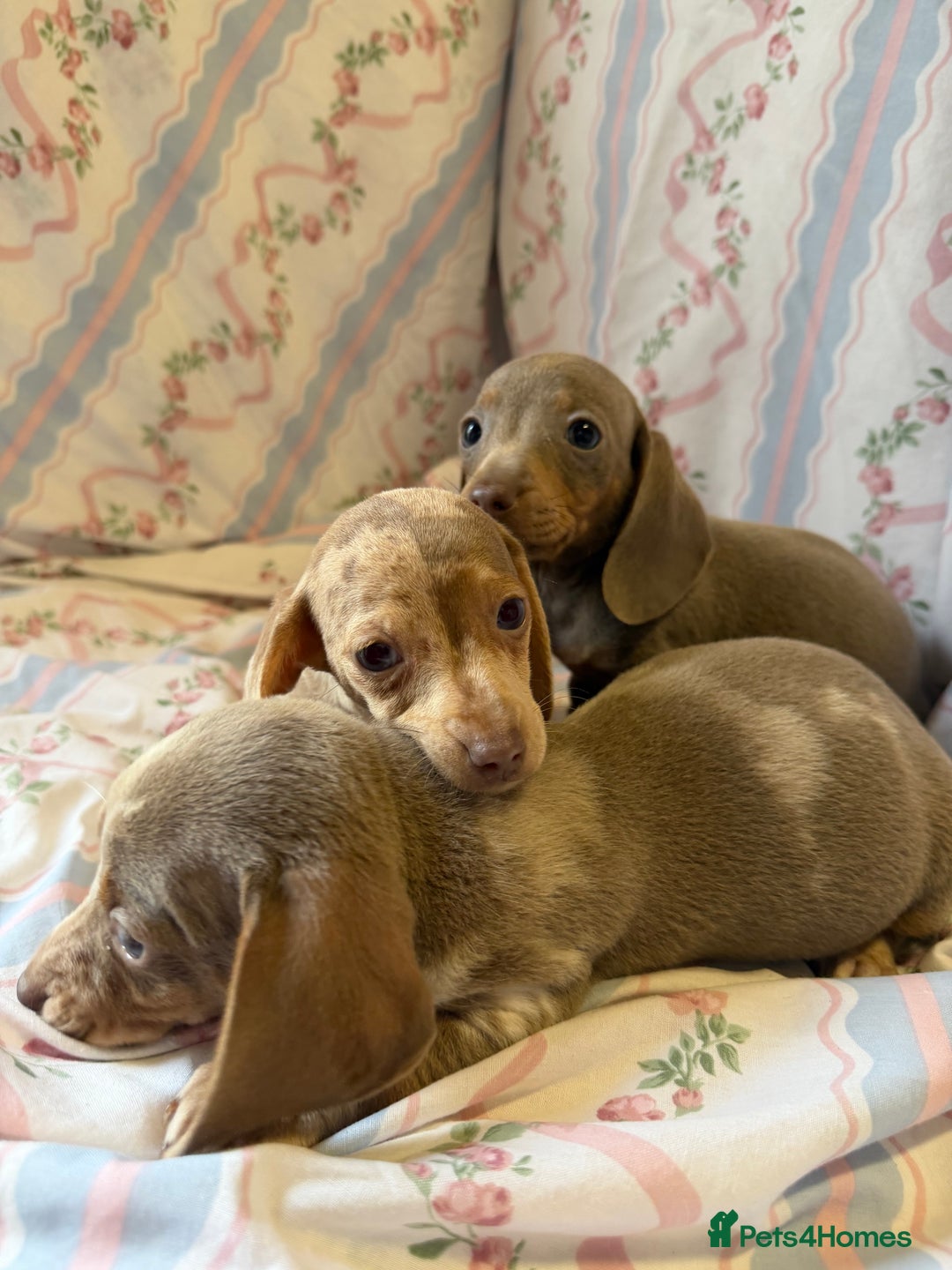Miniature Dachshund dogs for sale: miniature dash hound puppys  - Advert 13