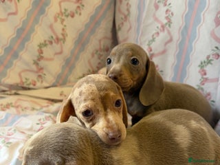 Miniature Dachshund dogs miniature dash hound puppys - Advert 1