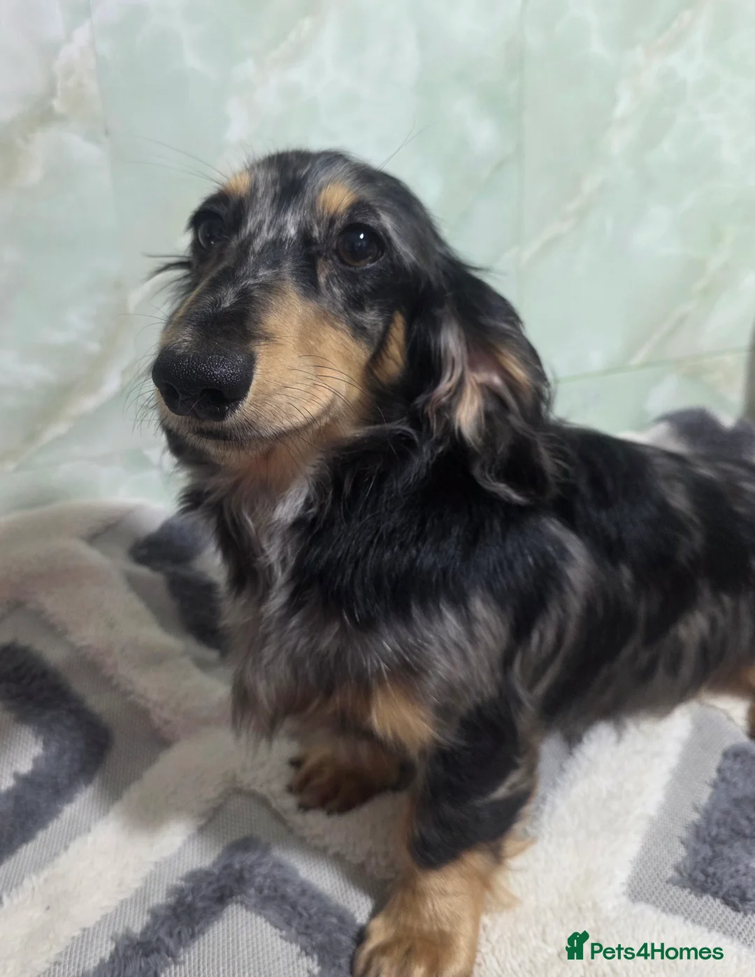 Dachshund dogs for sale: Miniature long hair boys - Advert 5