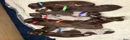 German Shorthaired Pointer dogs for sale: KC registered German Shorthaired Pointers - Advert 14