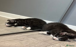 Bengal cats for sale: Gorgeous Bengal X Kittens!! - Image 9