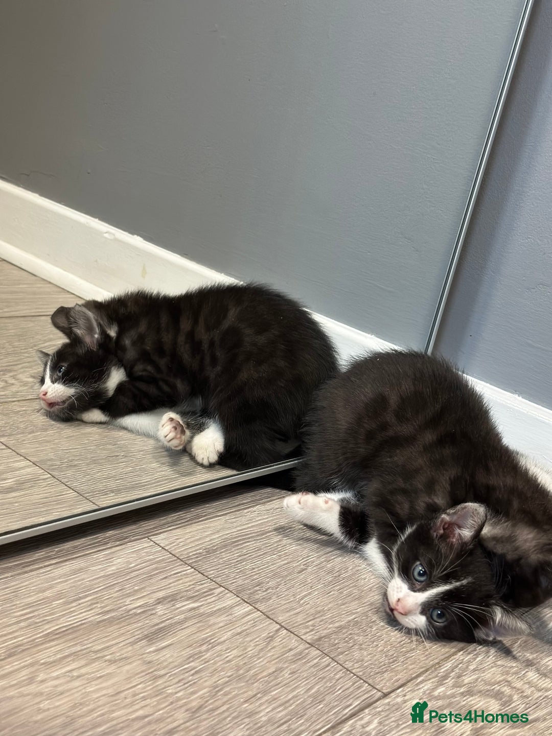 Bengal cats for sale: Gorgeous Bengal X Kittens!! - Image 9